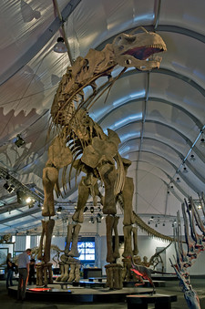 Imagen de Argentinosaurus