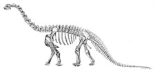 Imagen de Camarasaurus
