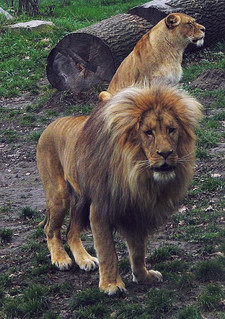 Imagen de Panthera leo bleyenberghi