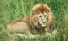 Imagen de Panthera leo nubica