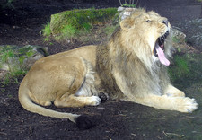 Imagen de Panthera leo persica