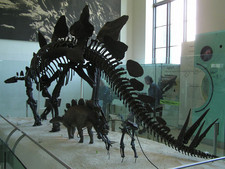 Imagen de Stegosaurus