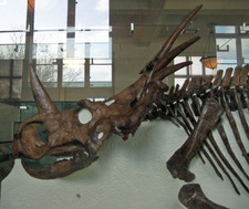 Imagen de Styracosaurus