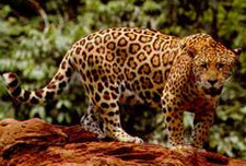 Imagen de Panthera onca