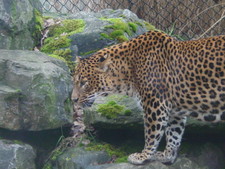 Imagen de Panthera pardus fusca