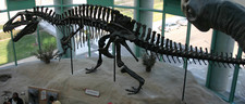 Imagen de Acrocanthosaurus