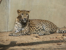 Imagen de Panthera pardus kotiya