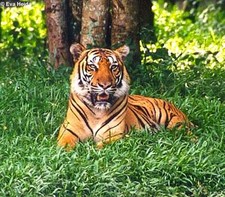 Imagen de Panthera tigris tigris