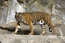 Imagen de Panthera tigris sumatrae