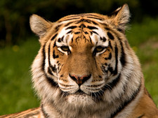 Imagen de Panthera tigris altaica