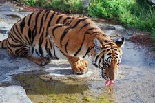 Imagen de Panthera tigris amoyensis