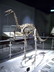 Imagen de Archaeornithomimus