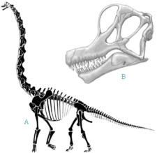 Imagen de Cedarosaurus