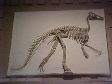 Imagen de Claosaurus