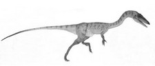 Imagen de Compsosuchus